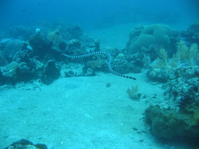  p>古杯蛇是出现于古新世至渐新世的一种古海蛇,小的体长1·5米,大的9