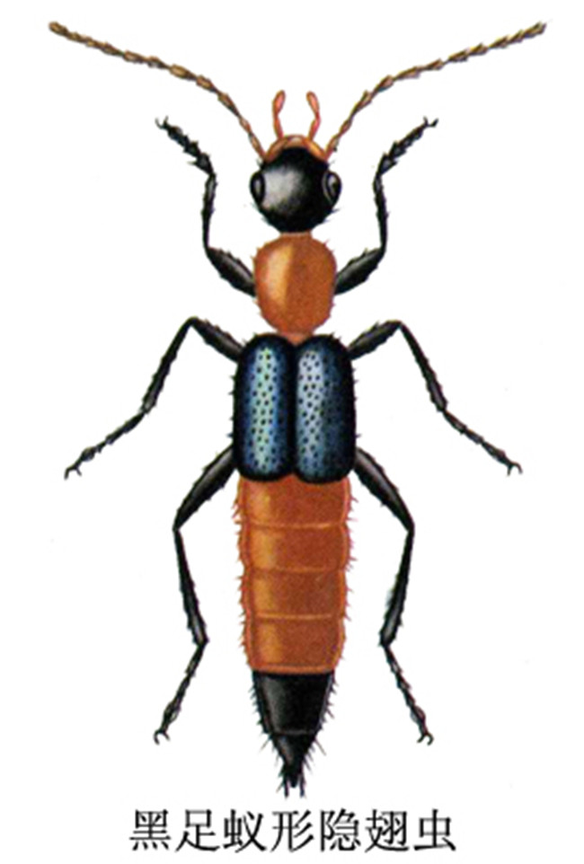 黑隐翅虫