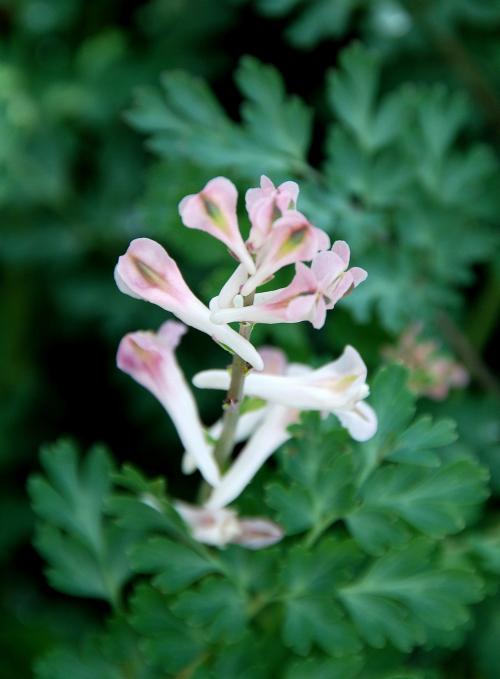  p>巴嘎紫堇(学名: i>corydalis sherriffii /i> ludlow)是 a target=