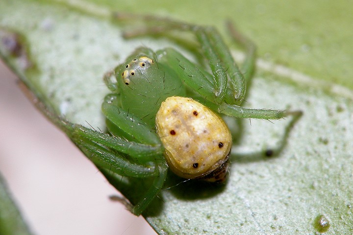 japonicus  /i>(boes,et str,1906), a>蟹蛛科 /a>花蛛属的一种蜘蛛