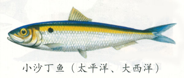  p>粗鳞灯笼鱼( a href="#" data-lemmaid="8074290">学名 /a>: i>my