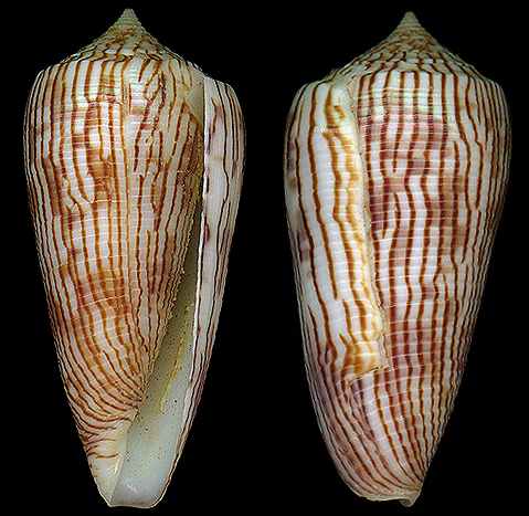  p>黑原芋螺(学名:asprella kuroharai)花纹清晰,贝壳厚实.