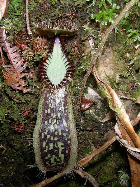 p>钩唇猪笼草(学名:nepenthes hamata)为苏拉威西特有的热带食虫植物