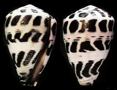  p>斑芋螺(学名:virroconus ebraeus)贝壳厚实短胖.具有外壳和水管沟.