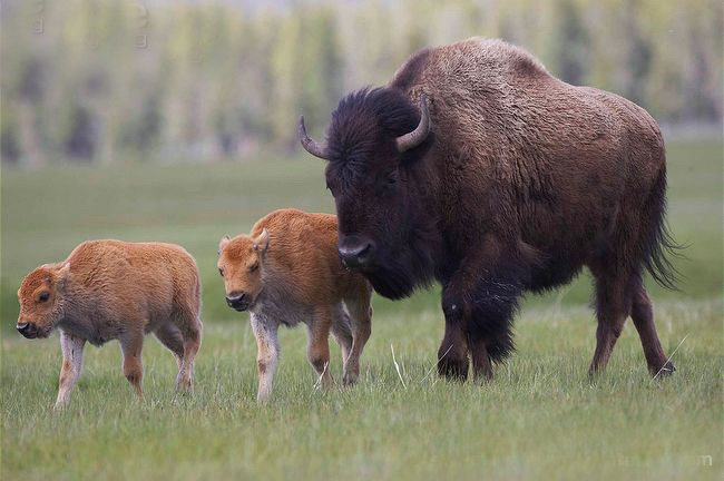 bison)是北美最大的哺乳类动物,也是一种比较凶悍的动物,体重可达1000