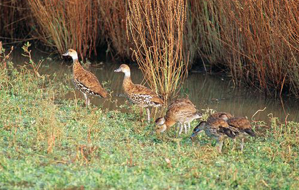  p>西印度树鸭(学名: i>dendrocygna arborea /i>)为 a href="#">雁形