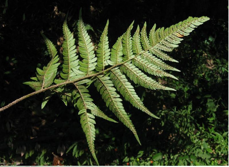  p>太平鳞毛蕨是鳞毛蕨科 a href="#" data-lemmaid="2864823">鳞毛蕨