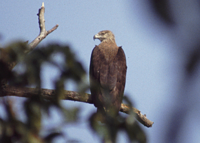 所罗门群岛海雕