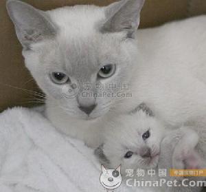  p>东奇尼猫是英美两地用 a target="_blank" href="/item/暹罗猫