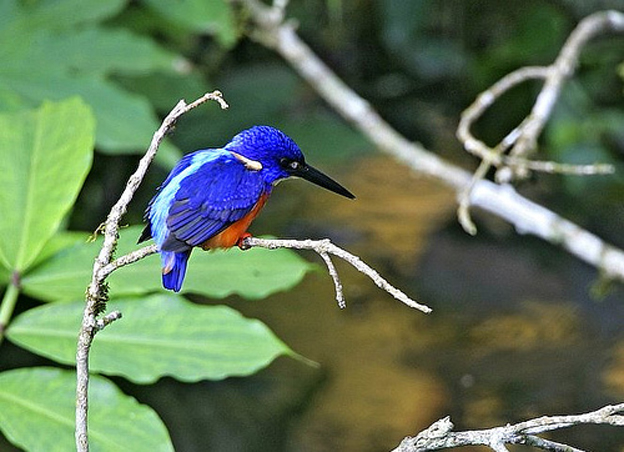  p>闪蓝翠鸟(拉丁学名: i>alcedo quadribrachys /i>,英文名称