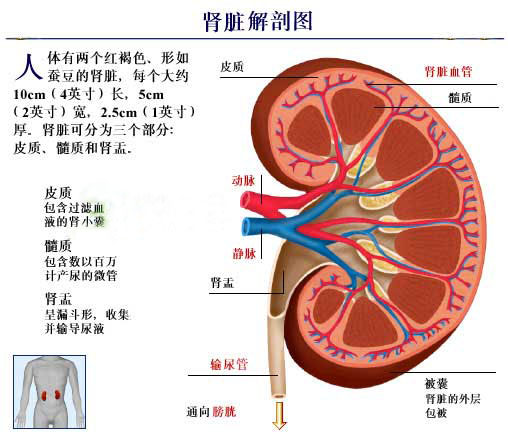 止痛药性肾脏病变