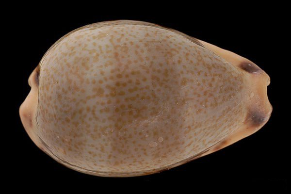  p>黄齿宝螺(学名:erronea xanthodon xanthodon)是腹足纲宝螺科的 a