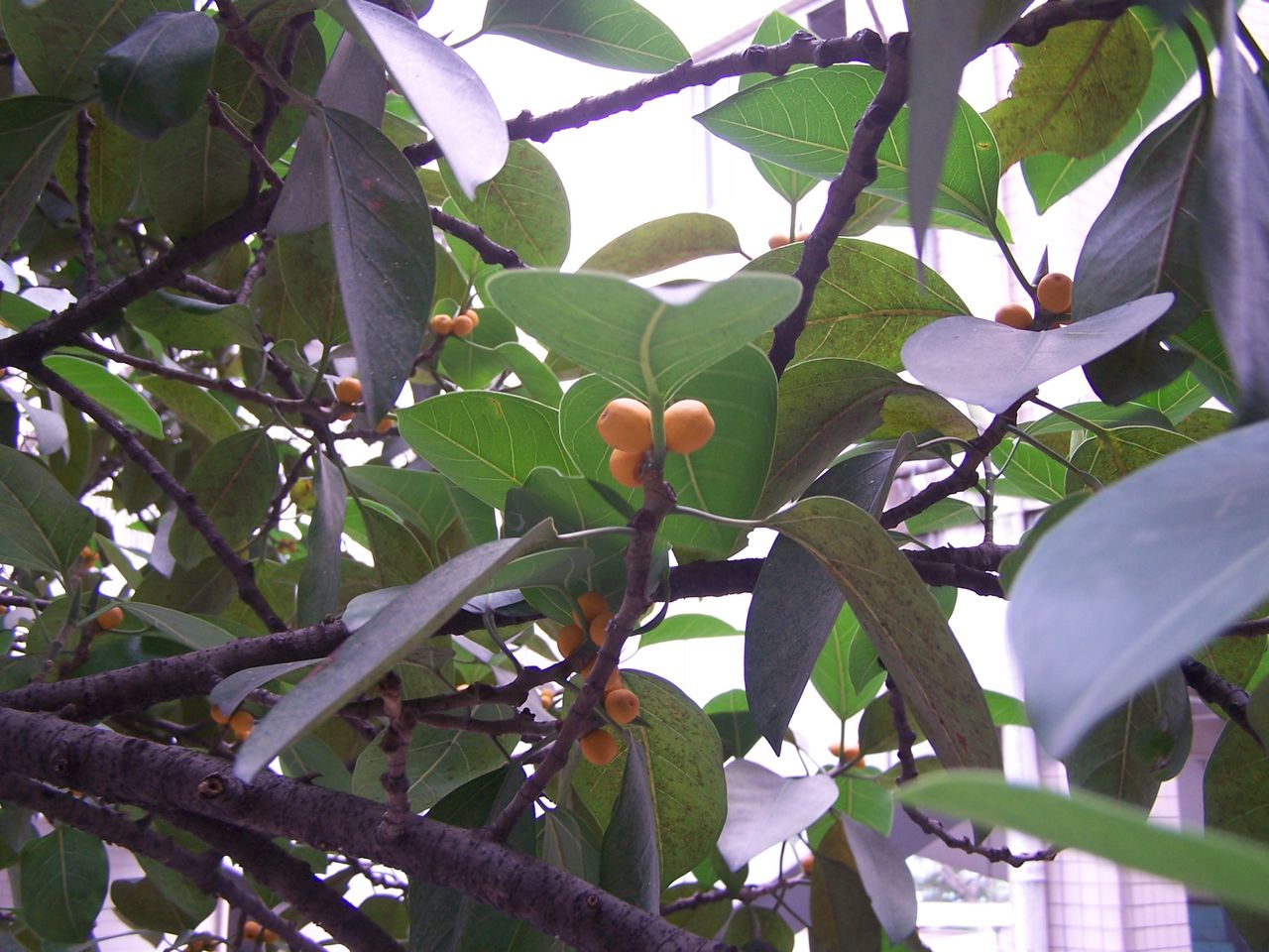  p>高山榕(学名: i>ficus altissima /i>)属 a href="#" data-lemmaid