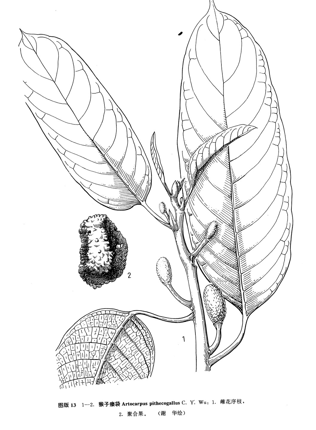  p>猴子瘿袋(学名: i>artocarpus pithecogallus  /i>c. y.