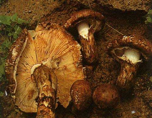  p>松口蘑(学名: i>tricholoma matsutake /i> (s. ito & s.