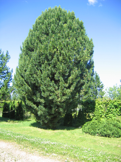 mayr)是松科松属的植物,乔木,高达35米,胸径1.