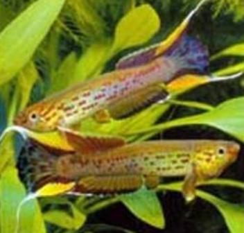  p>五彩琴尾鱼五彩琴尾鱼又名澳洲琴尾鱼.