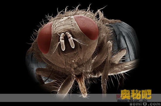 data-lemmaid="3411657">完全变态 /a>的昆虫,它的生活史可分为卵, a