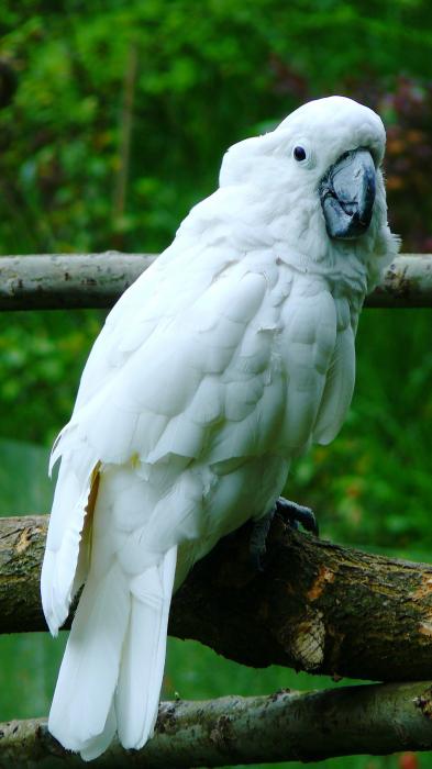  p>白凤头鹦鹉(学名: i>cacatua alba /i>)是鹦形目凤头鹦鹉科的 a