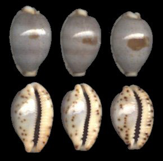  p>黑潮宝螺(学名:cypraea contaminata)是腹足纲宝螺科的 a href="#"