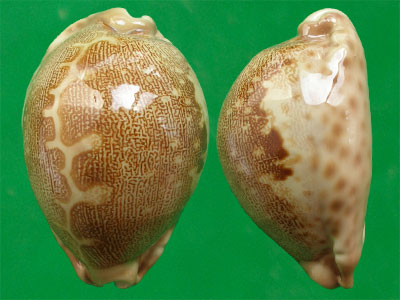  p>地理宝螺(学名:leporicypraea geographica geographica)是腹足纲