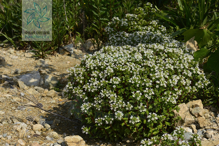  p>滨海珍珠菜(lysimachia mauritiana lam. encycl. meth.