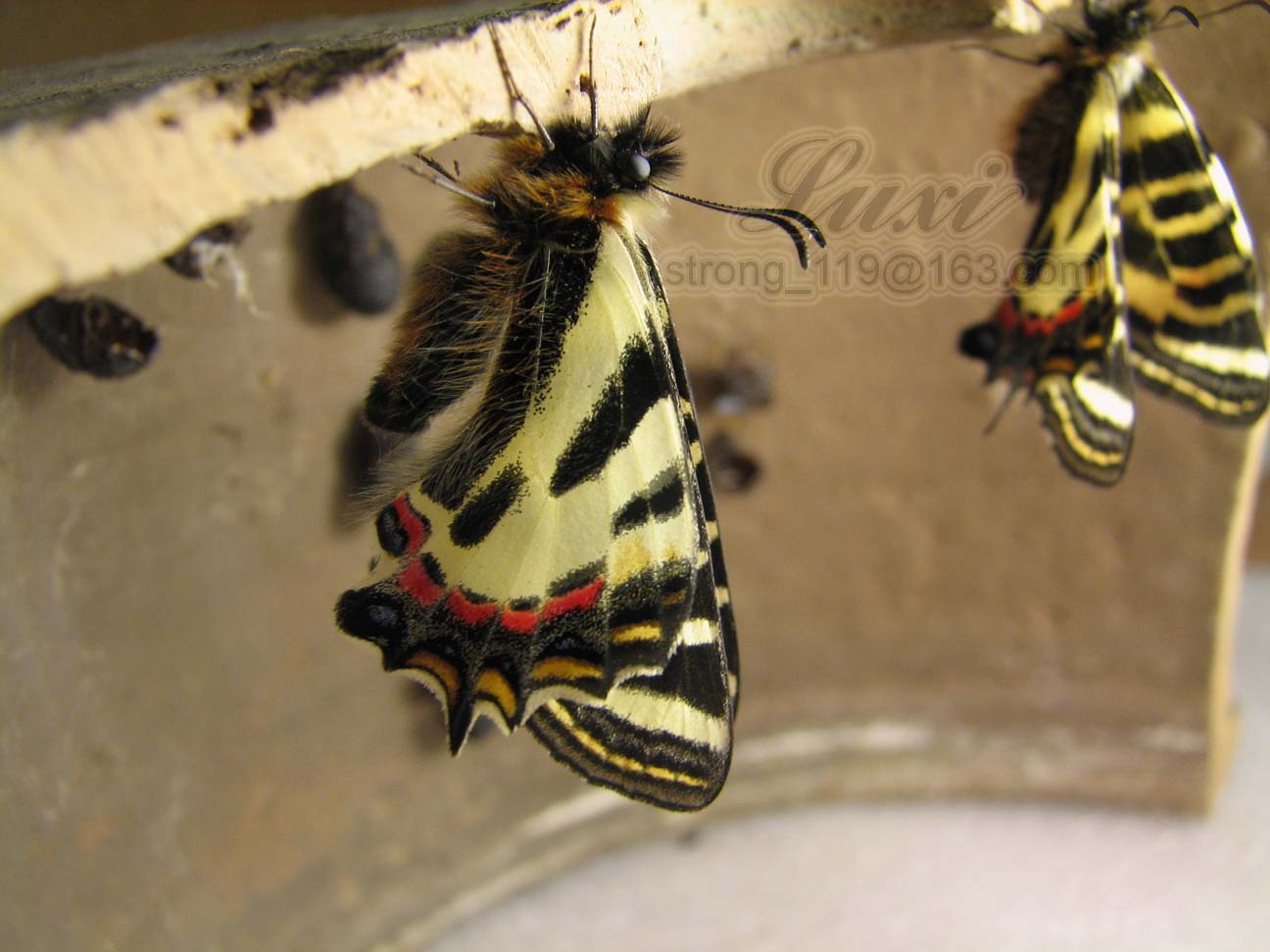  p>中华虎凤蝶(学名: i>luehdorfia chinensis /i>):翅展55-65mm,雌雄