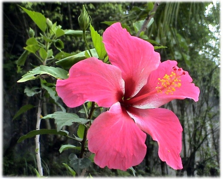 data-lemmaid="280789">被子植物 /a>花中雄蕊存