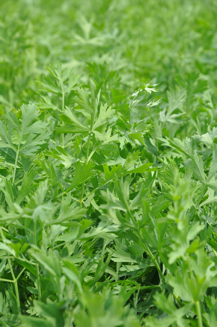  p>大齿山芹(学名: i>ostericum grosseserratum /i>  (maxim.