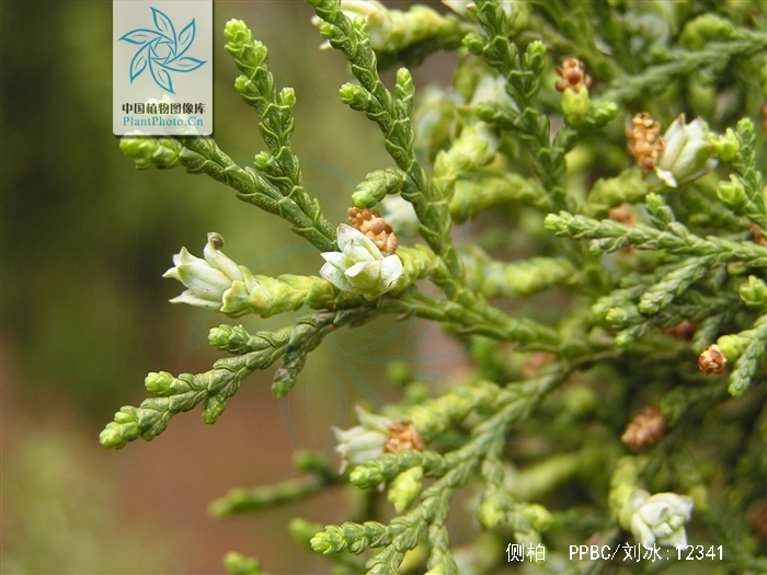  p>侧柏(学名: i>platycladus orientalis /i> (l.