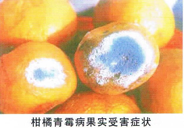 柑橘绿霉病