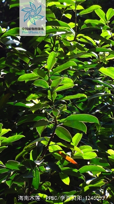  i> hainanensis /i> (dandy) n. h. xia)是木兰科,木莲属植物.