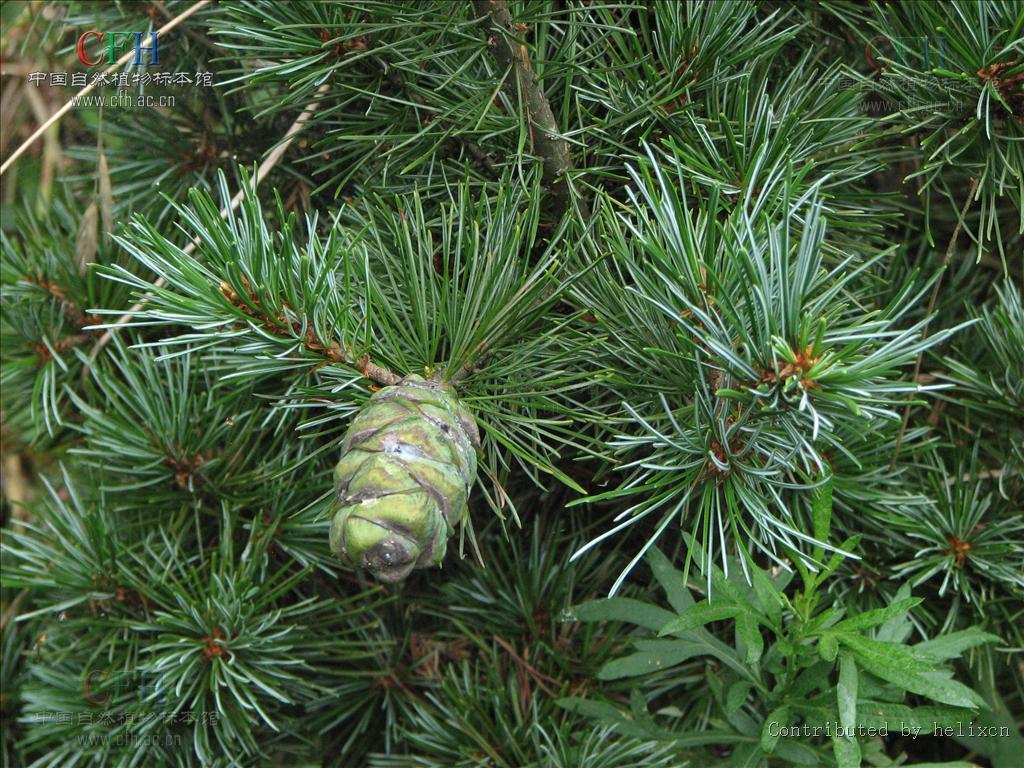  p>华南五针松(学名: i>pinus kwangtungensis /i> chun ex tsiang)是