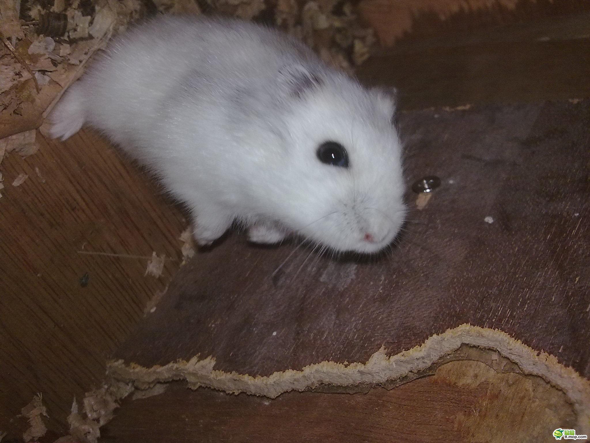 仓鼠—冬白