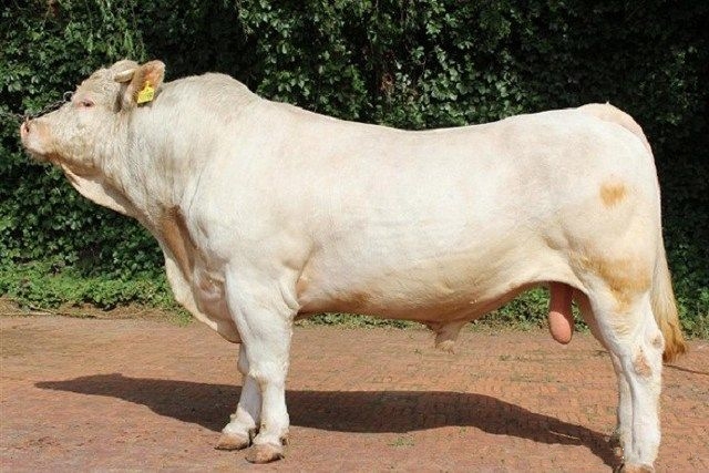 辽宁辽育白牛