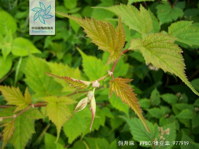 是蔷薇科,假升麻属植物.