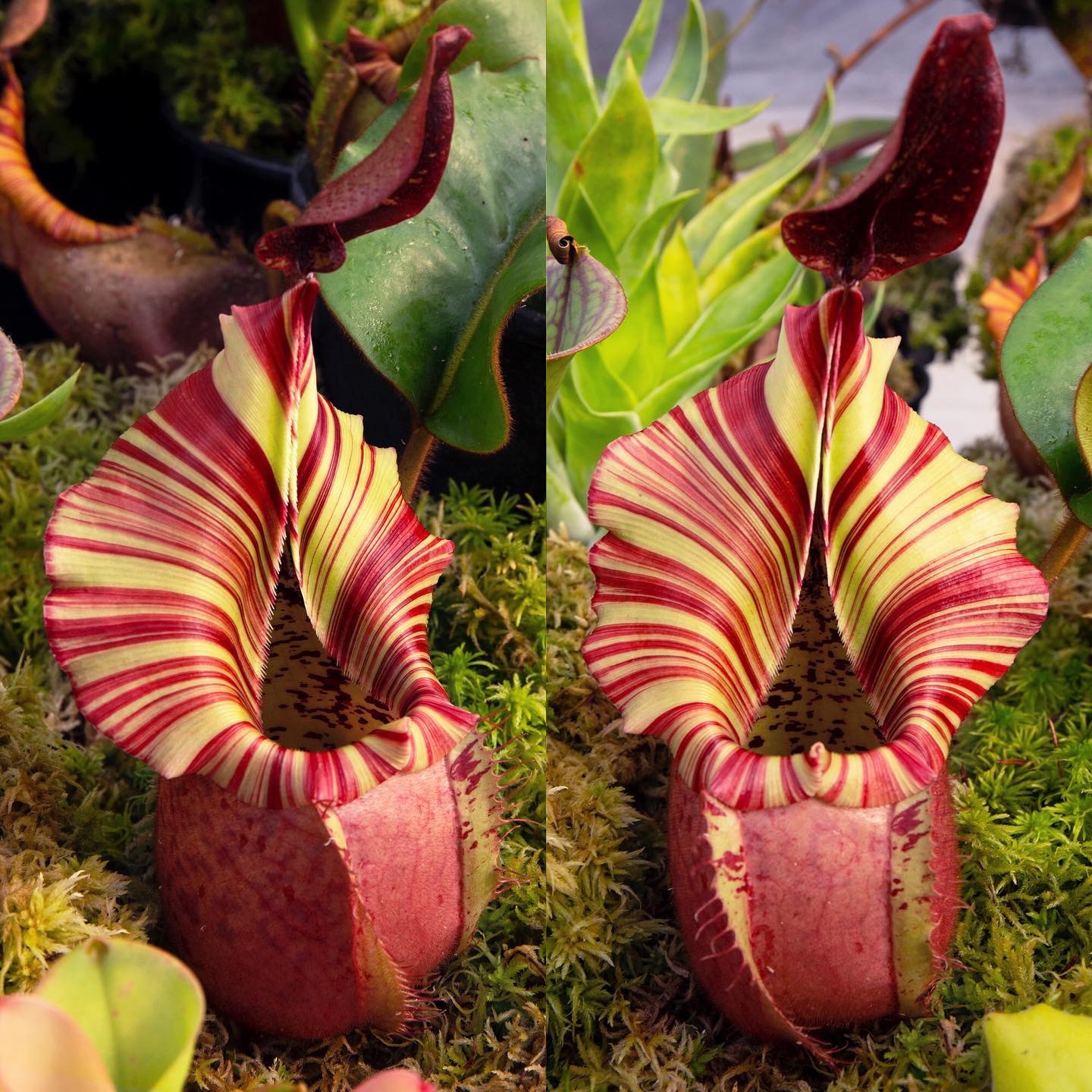  p> b>维奇猪笼草(nepenthes veitchii) /b>原产于婆罗洲.