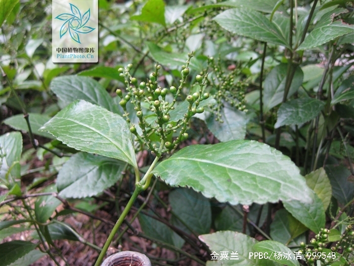  p>金粟兰(学名: i>chloranthus spicatus /i> (thunb.