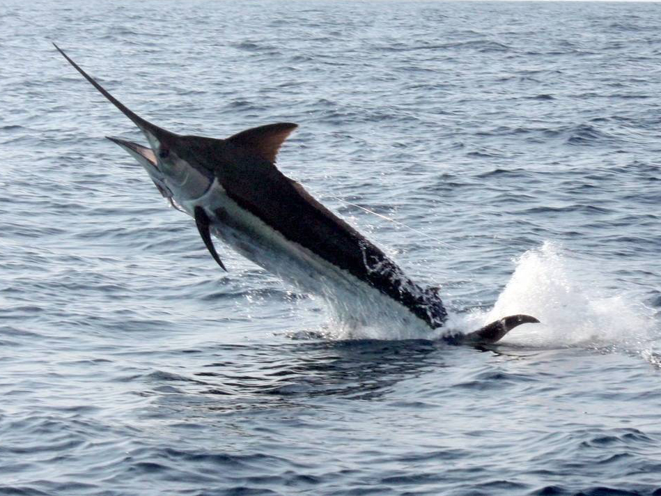  p>印度枪鱼(学名: i> /i> i>istiompax indica  /i>(cuvier, 1832), 