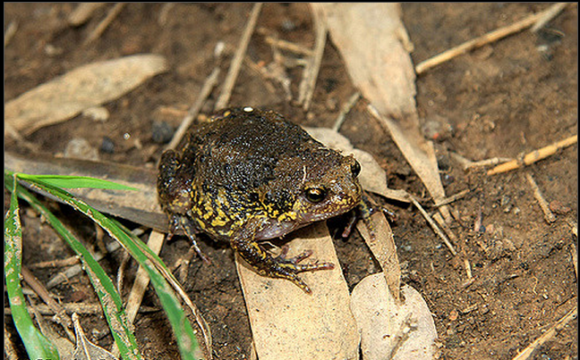  p>北方狭口蛙(学名: i>kaloula borealis /i>),是姬蛙科狭口蛙属,的