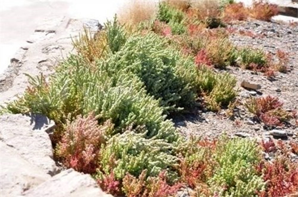 kalidium foliatum (pall.) moq.