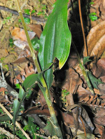 erythrodes blumei (lindl.) schltr.
