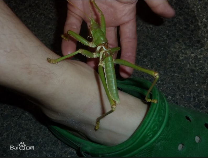  p data-id="gnwipbx5ac">saga ephippigera,欧洲大陆巨型肉食性螽斯.