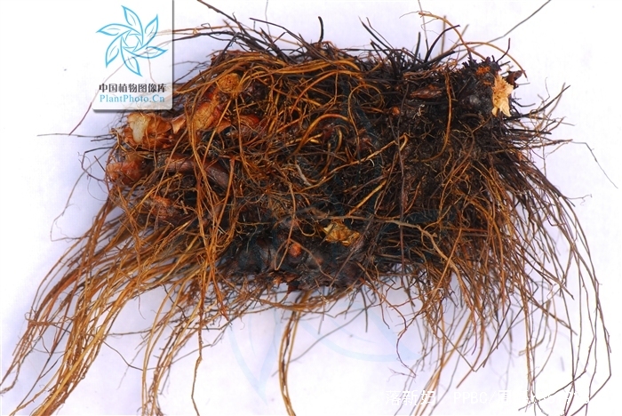  p>落新妇(学名: i>astilbe chinensis /i> (maxim.) franch.