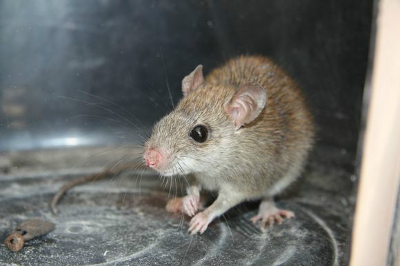  p>黄胸鼠(学名: i>rattus flavipectus /i>)别名屋顶鼠,黄腹鼠,体型