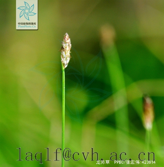 是莎草科,荸荠属植物.