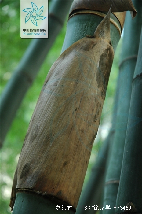  p>龙头竹(学名: i>bambusa vulgaris /i> schrader ex wendland)是