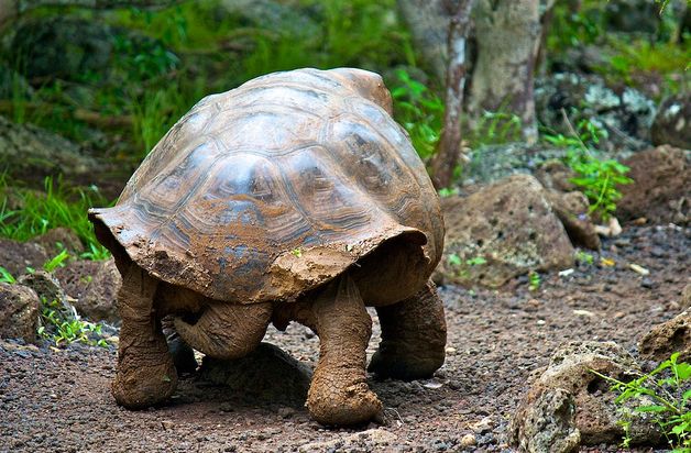 galapagos giant tortoise