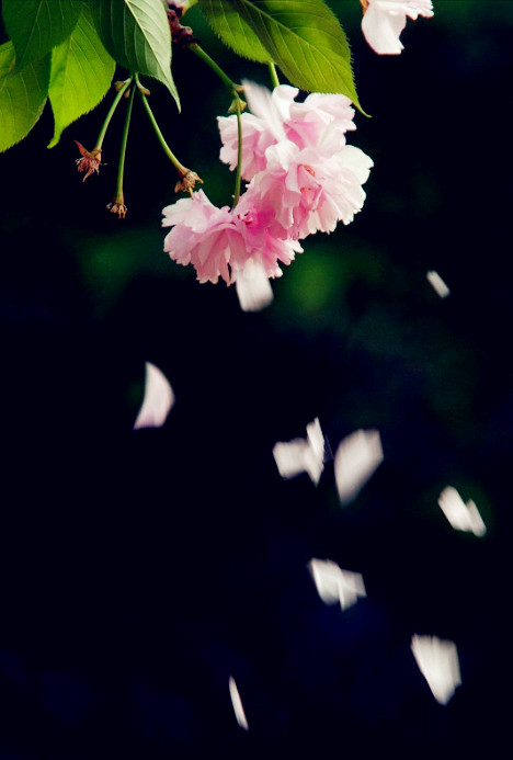 花落残红柳乘风