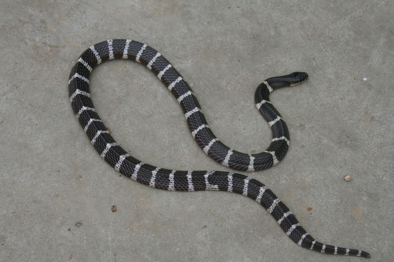  p>银环蛇( i>bungarus multicinctus /i>),是眼镜蛇科环蛇属的一种